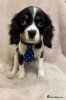 Cavalier King Charles Spaniel dogs - Advert 1
