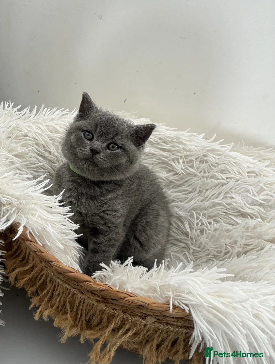 British Shorthair cats for sale: British Blue short hair Boy 💚 - Advert 1