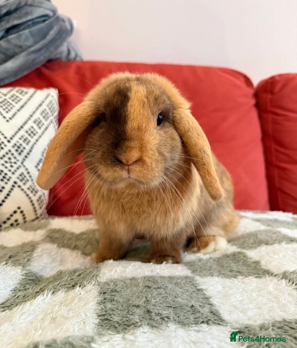 Mini Lop rabbits Super friendly harlequin male mini lop 7 months - Advert 16