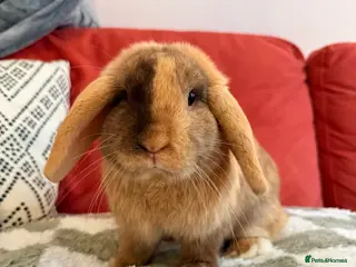 Mini Lop rabbits Super friendly harlequin male mini lop 7 months - Advert 16