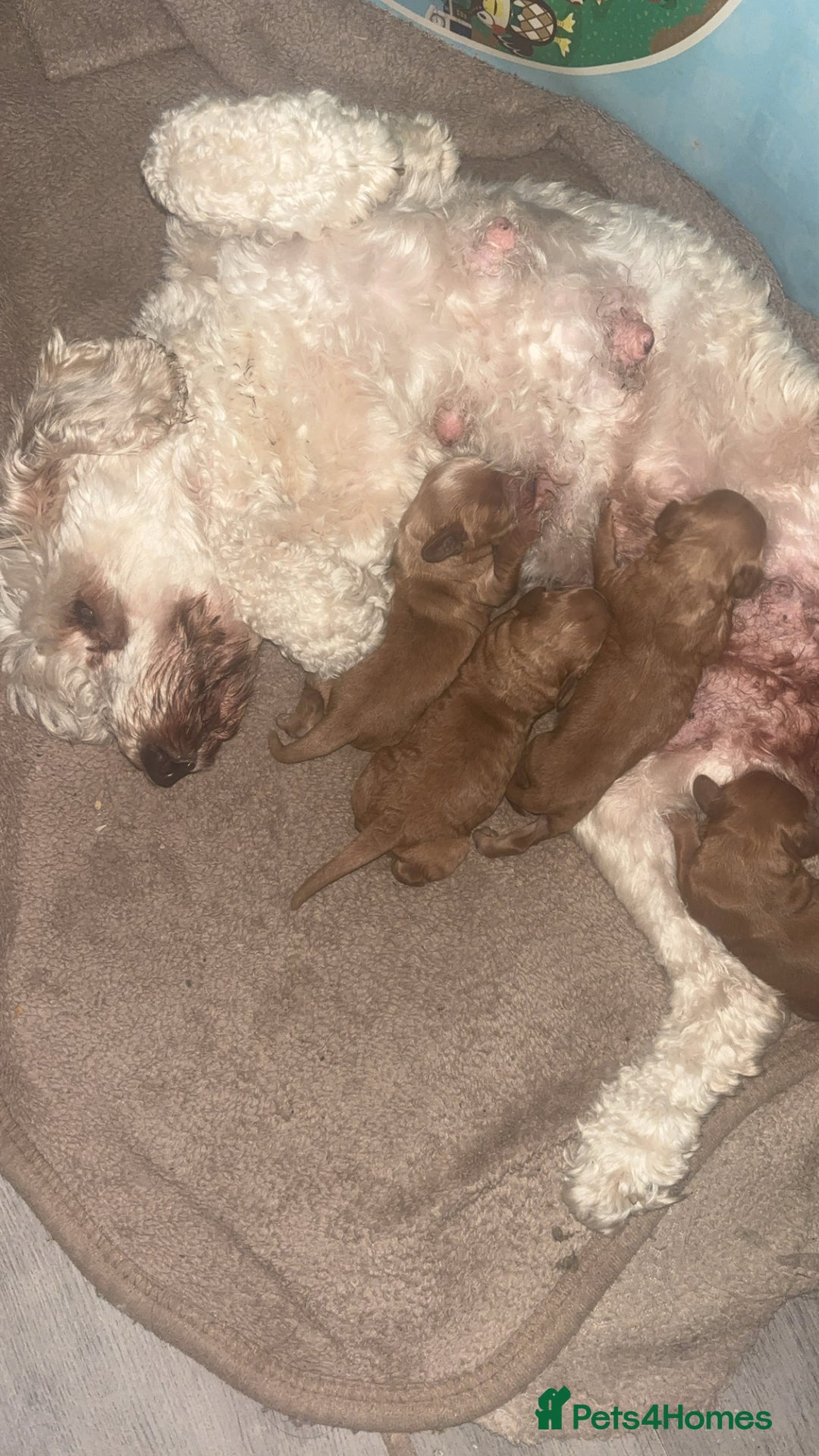 Cockapoo dogs for sale: Beautiful cockapoo baby's  - Image 19