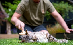 Bengal cats for sale: Majestic Blue-eyed Snow Bengal-TICA-Champion line - Image 14