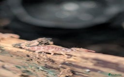 Isopods invertebrates for sale: inverts  - Image 13