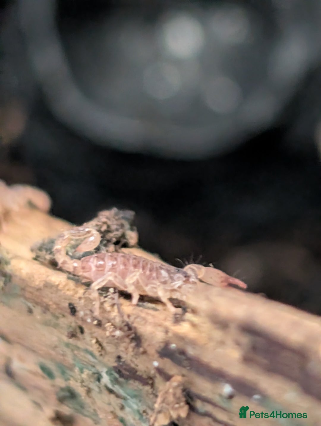 Isopods invertebrates for sale: inverts  - Image 13