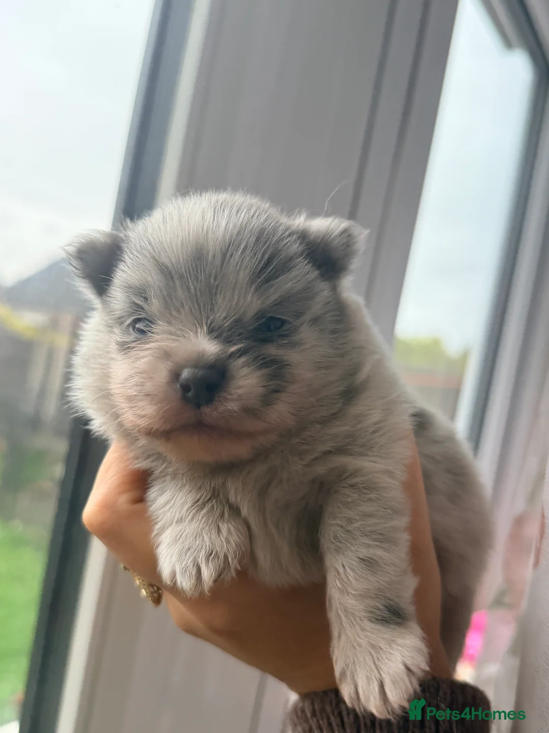 Pomeranian dogs for sale: 💙 Blue Merle Teddy Bear Pomeranian Boy 🧸 in Oldham - Advert 2