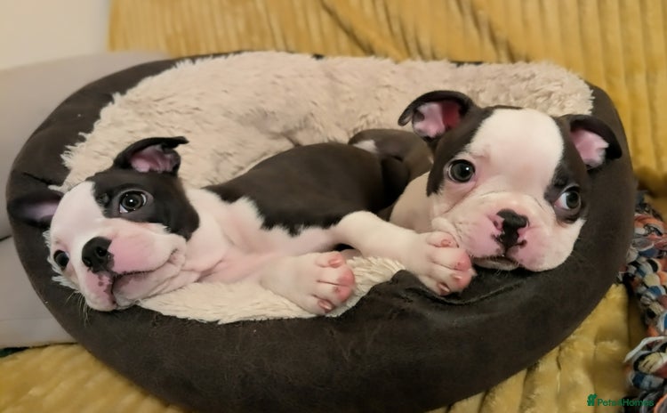 Boston Terrier dogs - Advert 5
