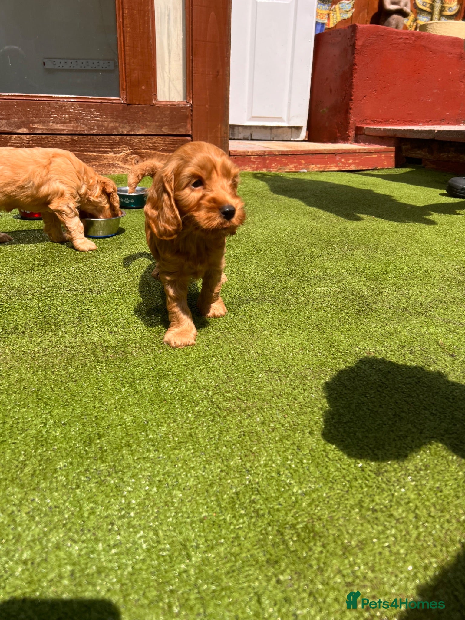 Cockapoo dogs F1 cockapoo only one boy available  - Advert 6