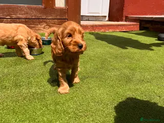 Cockapoo dogs F1 cockapoo only one boy available - Advert 6