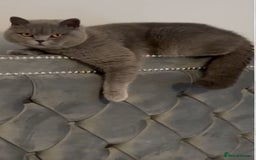 British Shorthair cats for sale: Stunning bsh 3 year old girl 🩷 - Image 1