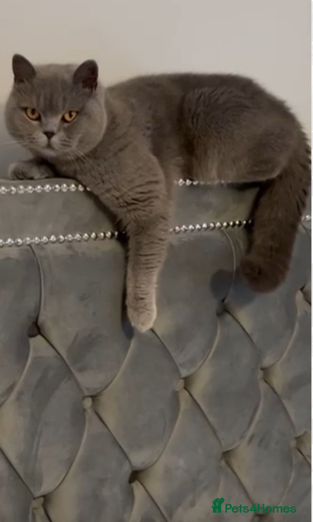 British Shorthair cats for sale: Stunning bsh 3 year old girl 🩷 - Image 1