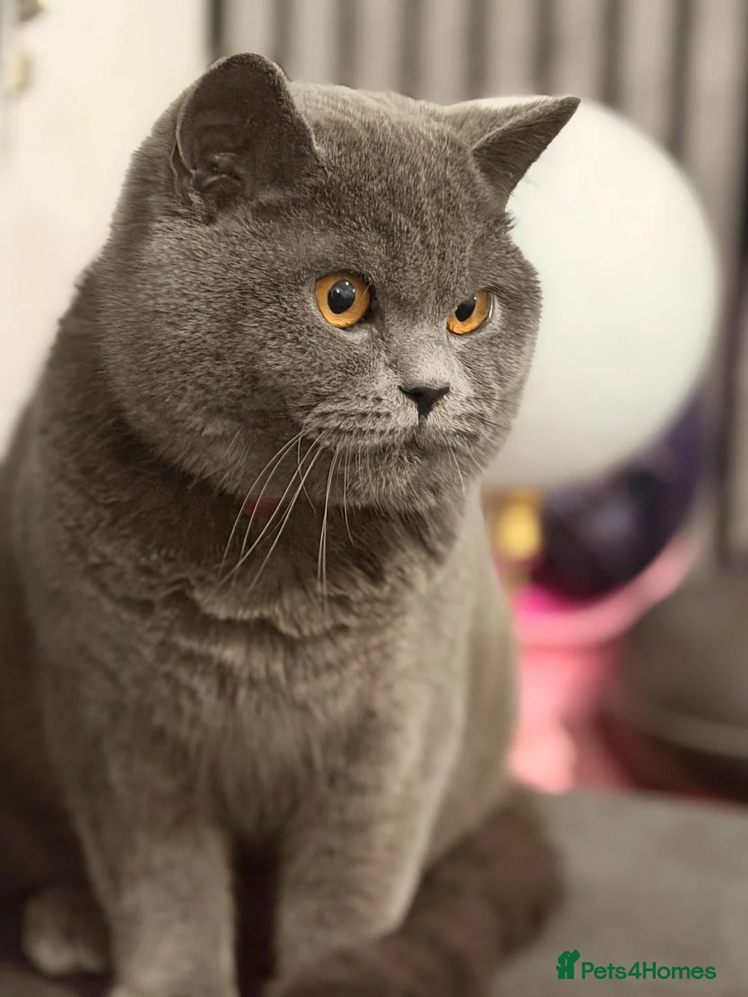 British Shorthair cats for sale: British Short hair Male Cat - Advert 1
