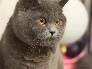 British Shorthair cats British Short hair Male Cat - Advert 1