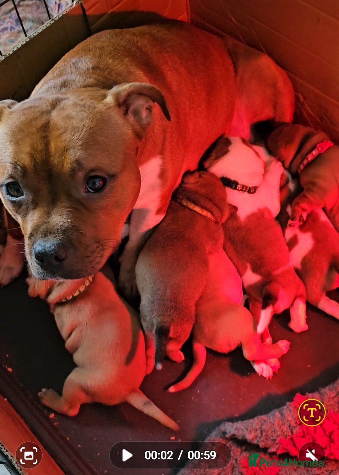 Staffordshire Bull Terrier dogs for sale: 🥨Amazing opportunity awaits.🥨 - Advert 8