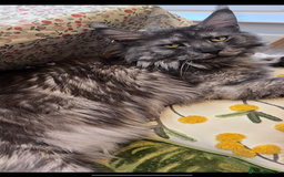 Maine Coon cats for sale: Maine Coon Kittens  - Image 19
