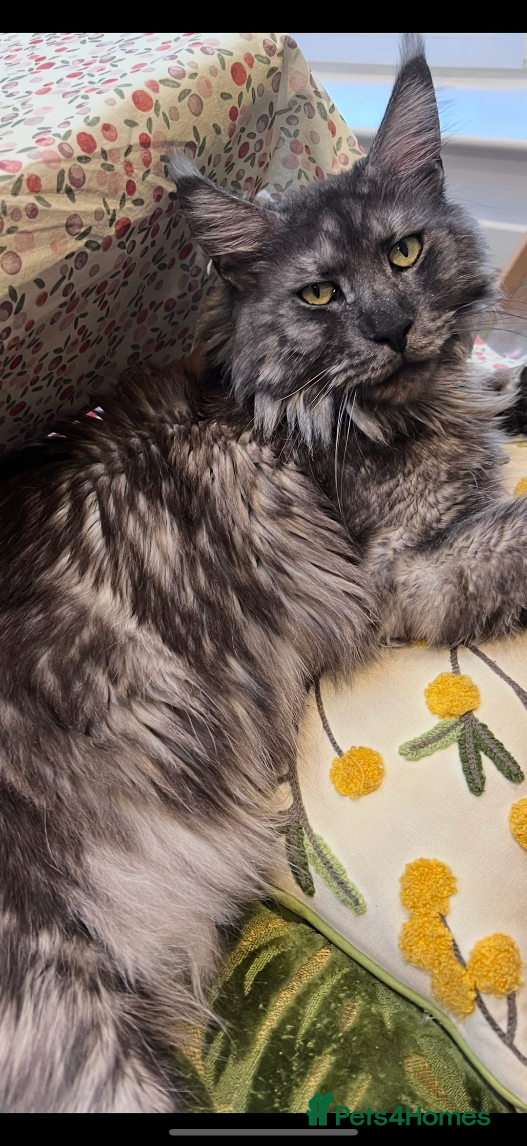Maine Coon cats for sale: Maine Coon Kittens  - Image 19