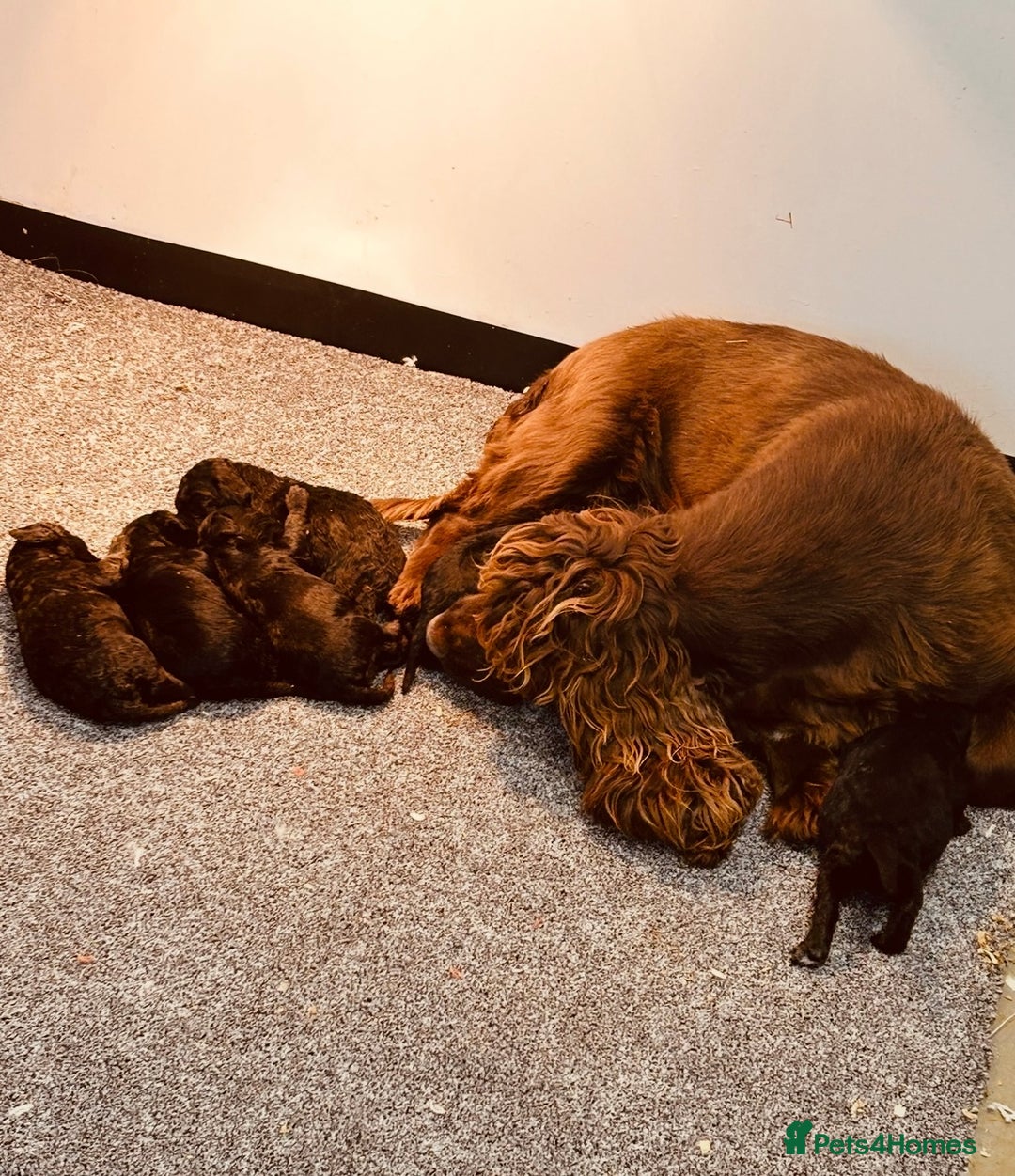 Cockerdor dogs for sale: Beautiful litter of cockerdors - Advert 1