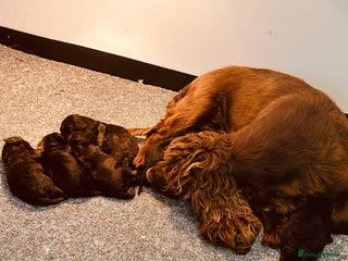 Cockerdor dogs Beautiful litter of cockerdors - Advert 1