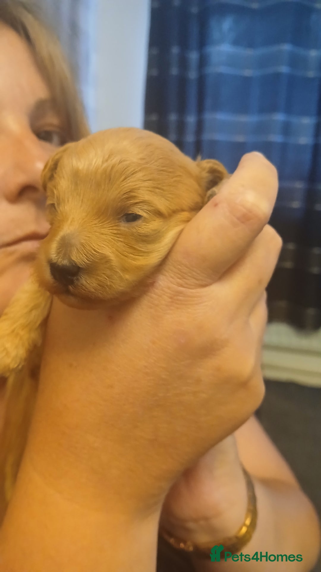 Maltipoo dogs for sale: Malitpoo  puppies  for sale in Canterbury - Image 13