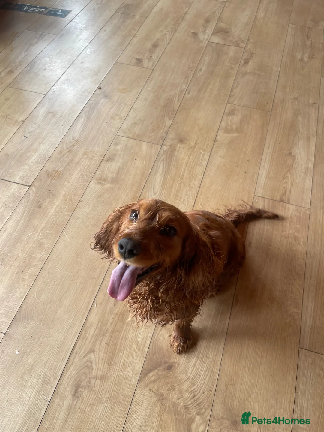 Cocker Spaniel dogs for sale: Beautiful working cocker spaniel girl  - Advert 2