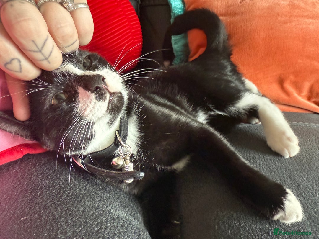 Mixed Breed cats for sale: meet winston  - Image 2