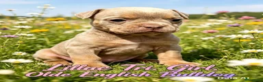Olde English Bulldogge 7