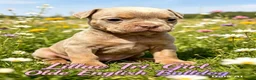 Olde English Bulldogge dogs for sale: Stunning puppies in Gravesend - Advert 3