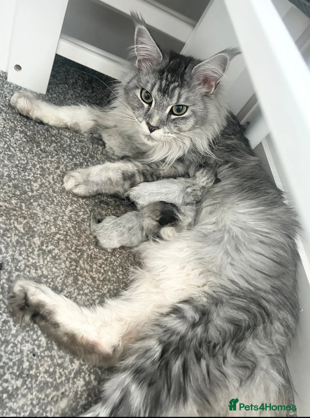Maine Coon cats for sale: Maine Coon kittens - Advert 21