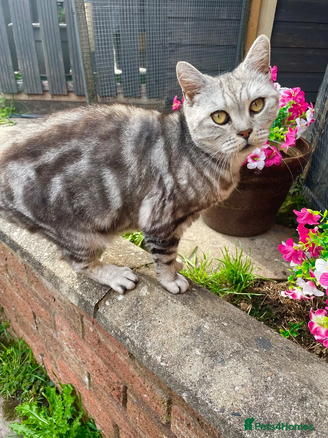 British Shorthair cats for sale: British shorthair females for sale  - Advert 7