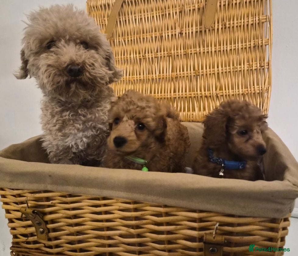 Toy Poodle dogs Fully Health tested Toy poodles Kc registered  - Advert 2