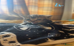 Maine Coon cats for sale: 1 GIRL / 5 BOYS - Image 6