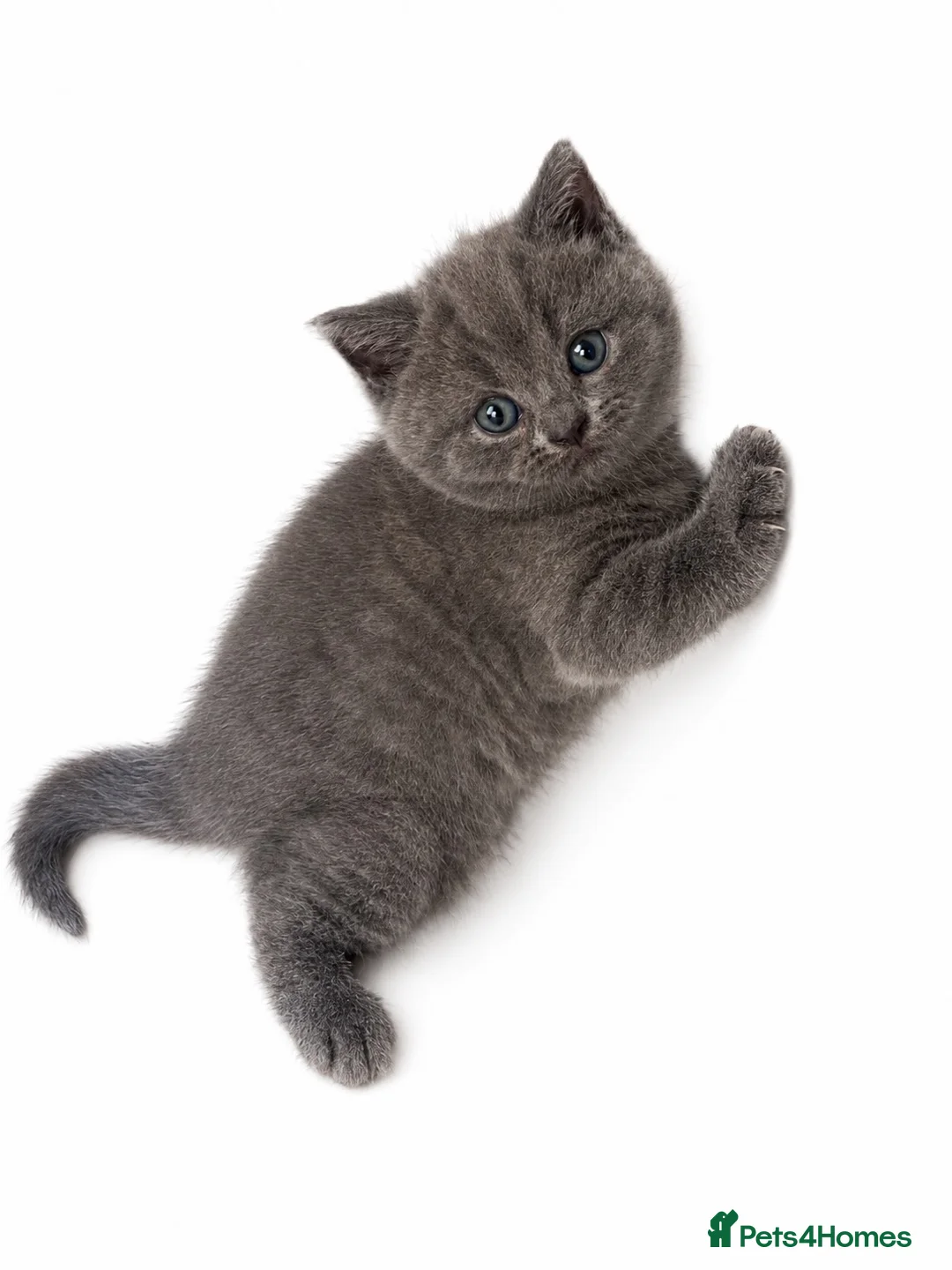 British Shorthair cats for sale: Beautiful British shorthair  - Advert 2