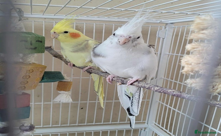 Cockatiels birds Male and Female Cockatiel - Advert 2