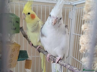 Cockatiels birds for sale: Male and Female Cockatiel - Advert 2