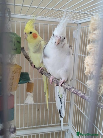 Cockatiels birds Male and Female Cockatiel - Advert 2