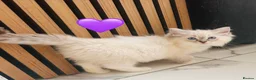Ragdoll cats for sale: 🩷💕💝Stunning GCCF Registered Ragdoll Kittens😻😻 - Advert 26