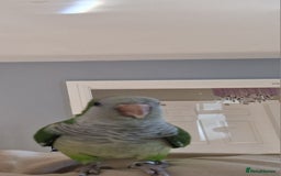 Parrots birds for sale: Quaker parrot  - Image 5