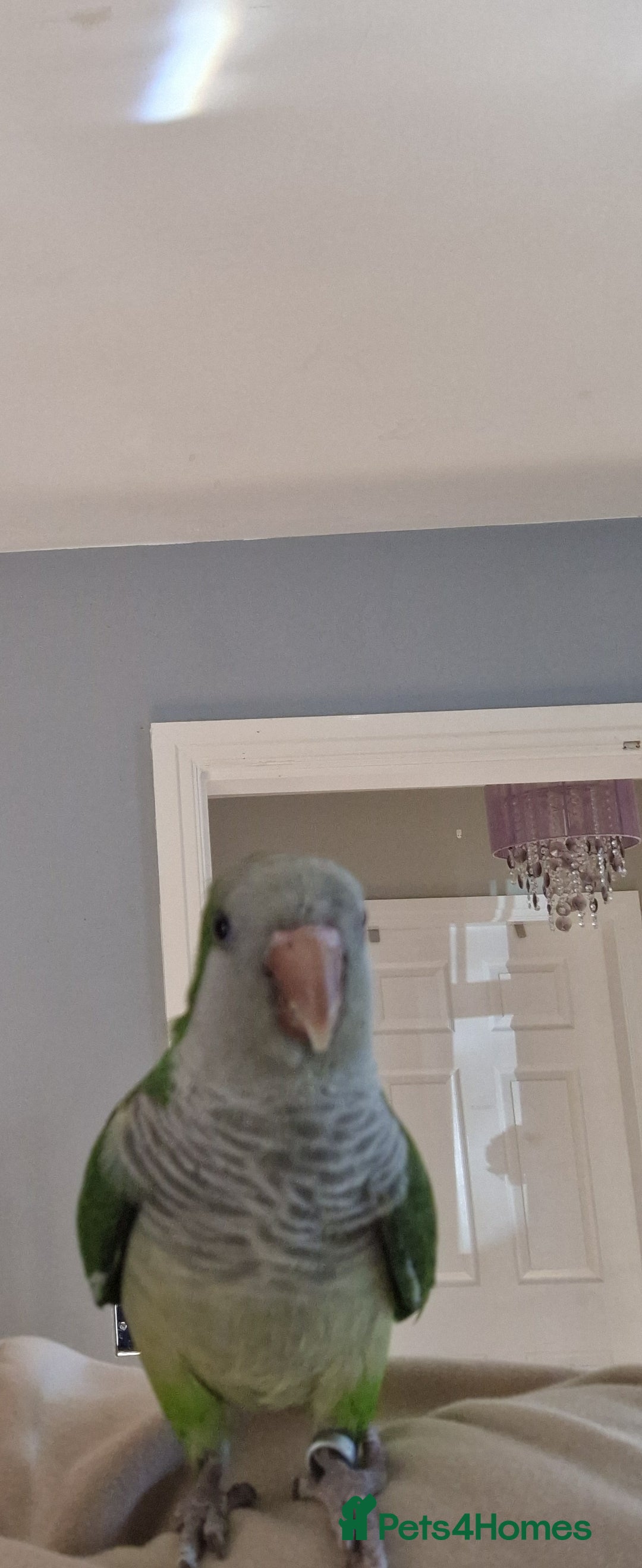 Parrots birds for sale: Quaker parrot  - Image 5