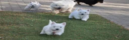 West Highland Terrier dogs for sale: Adorable West Highland Terrier Puppies - Advert 5