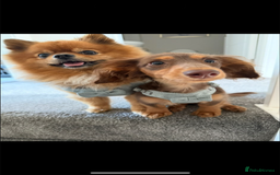 Pomeranian dogs for stud: Beautiful Pom for stud  - Advert 6