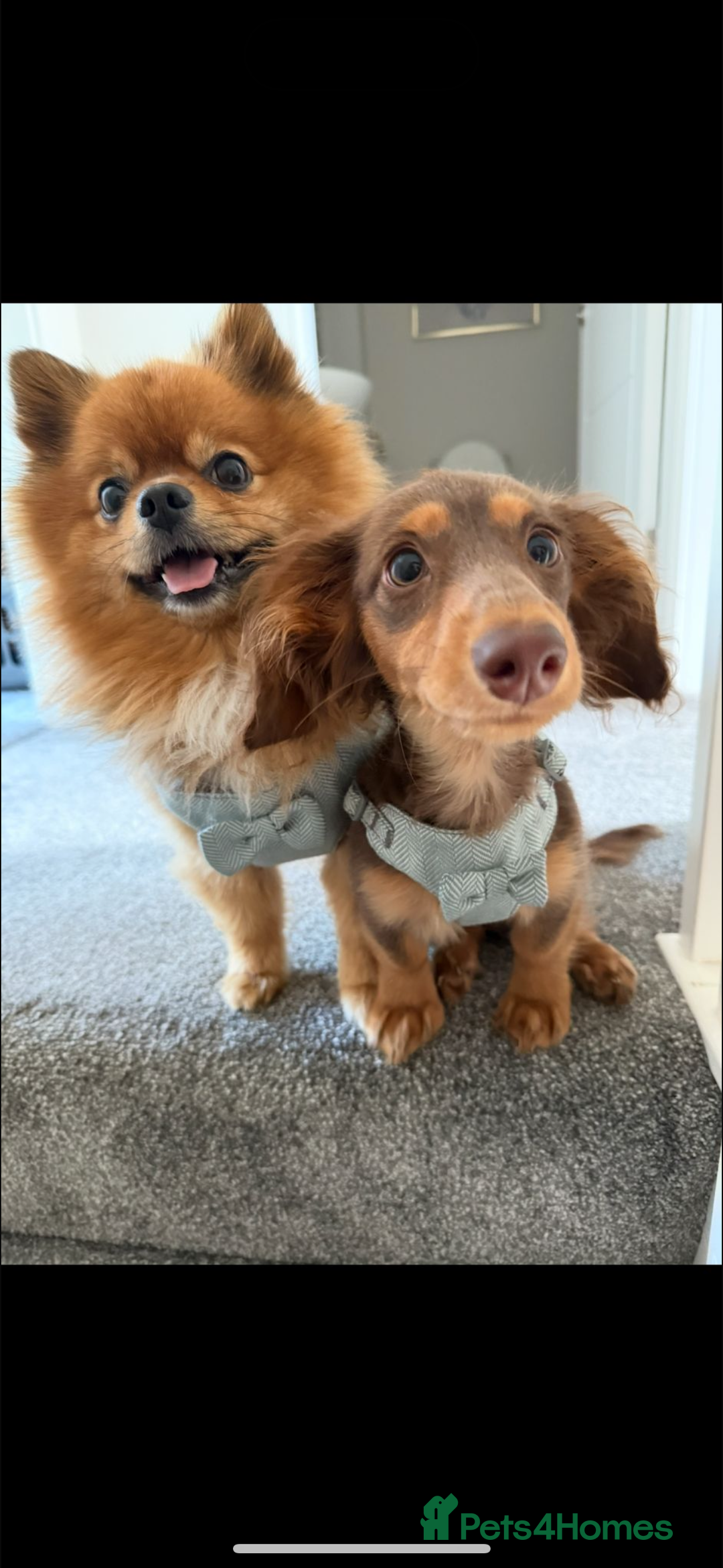 Pomeranian dogs for stud: Beautiful Pom for stud  - Advert 6