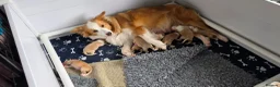 Border Collie dogs for sale: Beautiful EE-Red/Golden Long Haired Border Collies - Advert 20