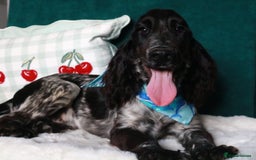 Cocker Spaniel dogs for sale: Gorgeous show cocker spaniel puppies for sale  - Image 6