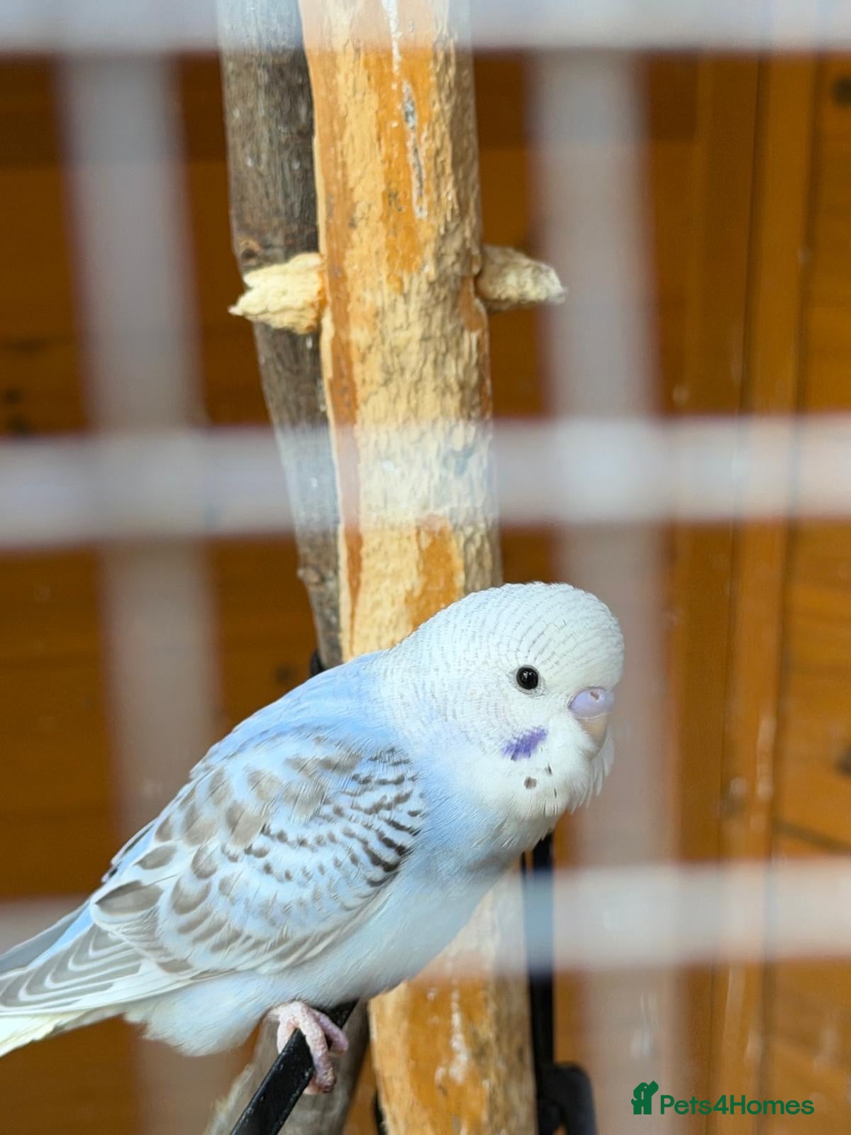 Budgerigars birds Budgies For sale - Advert 1