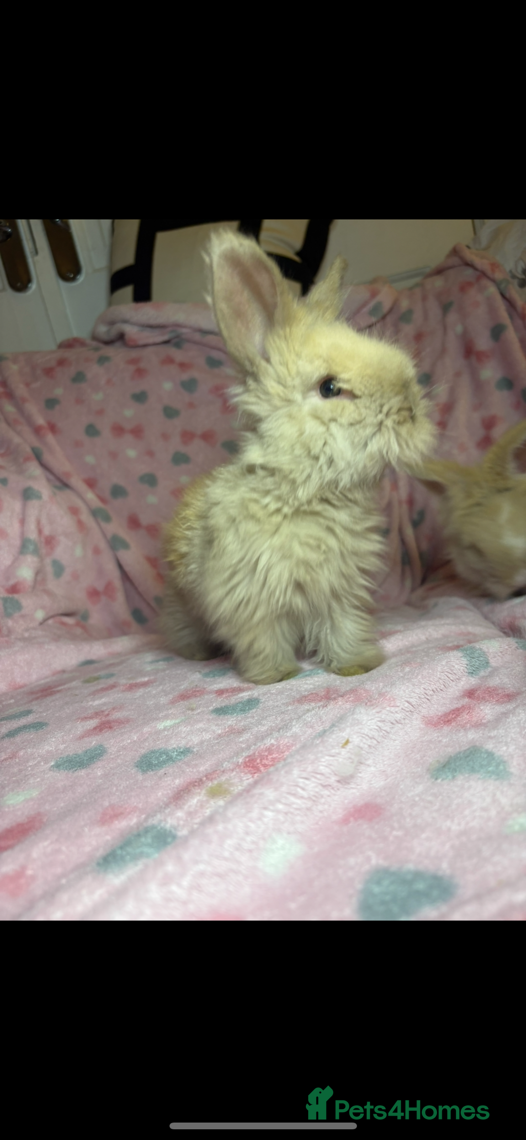 Angora rabbits for sale: Gorgeous fluffy little angora baby bunnies - Image 6
