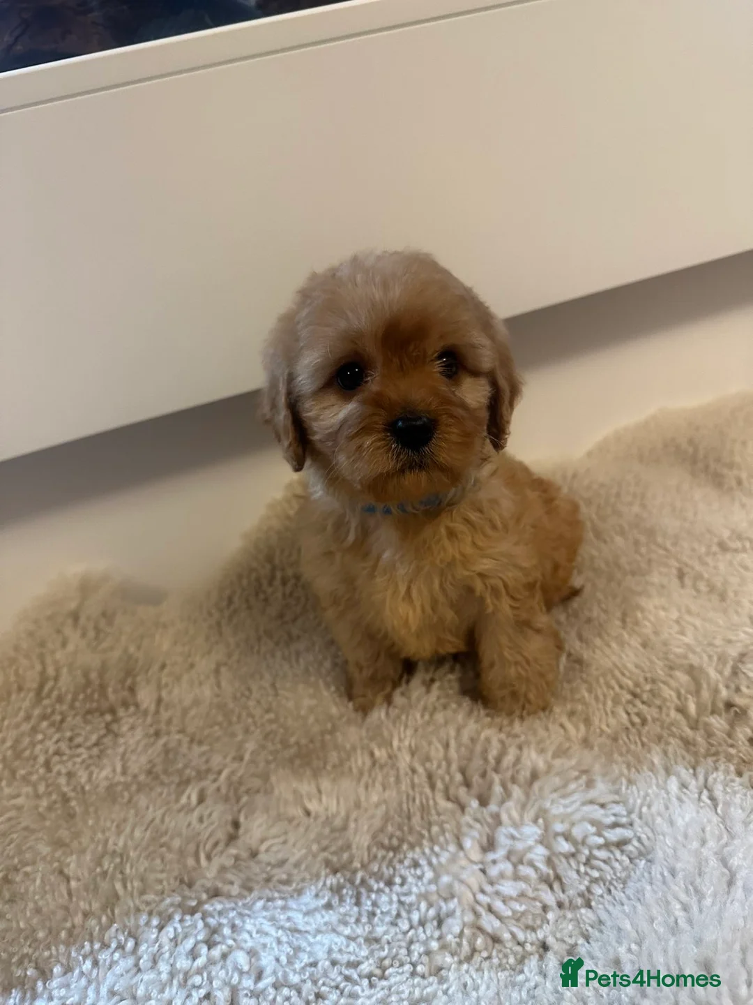Cavapoo dogs for sale: One boy available red Cavapoo  - Advert 2