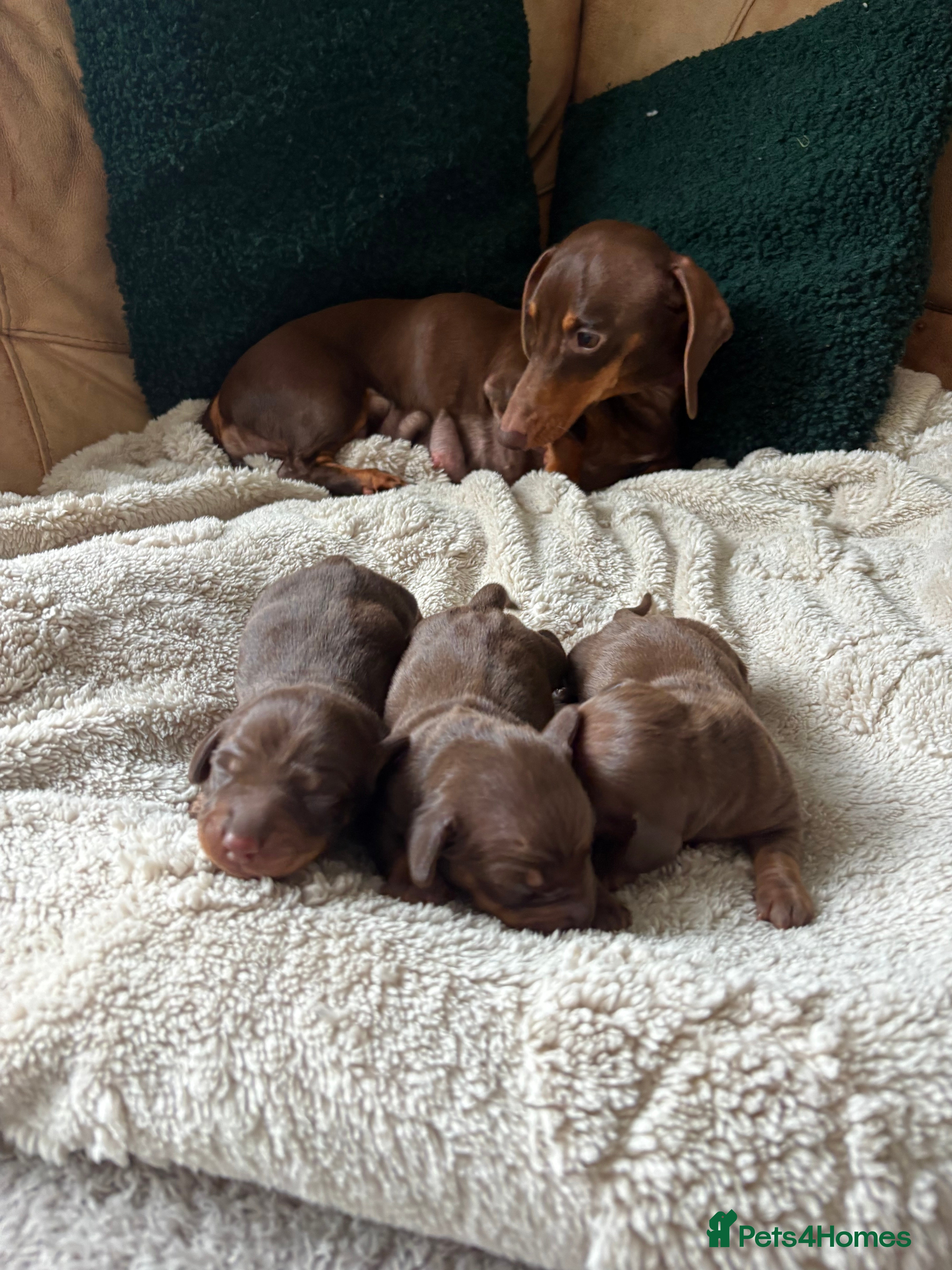 Miniature Dachshund dogs Miniature dachshund puppies  - Advert 1