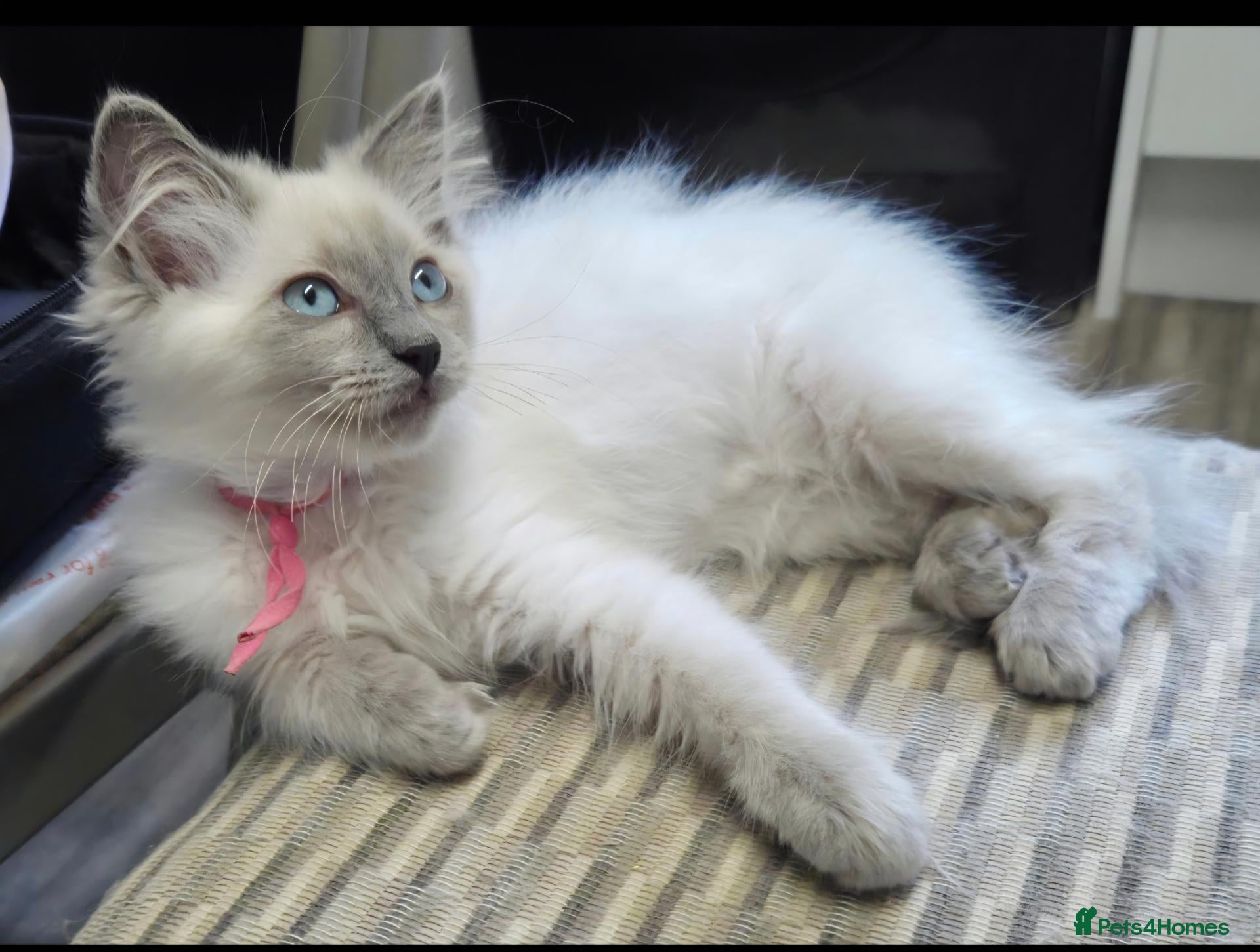 Ragdoll cats GCCF REGISTERED PEDIGREE RAGDOLL KITTENS  - Advert 2