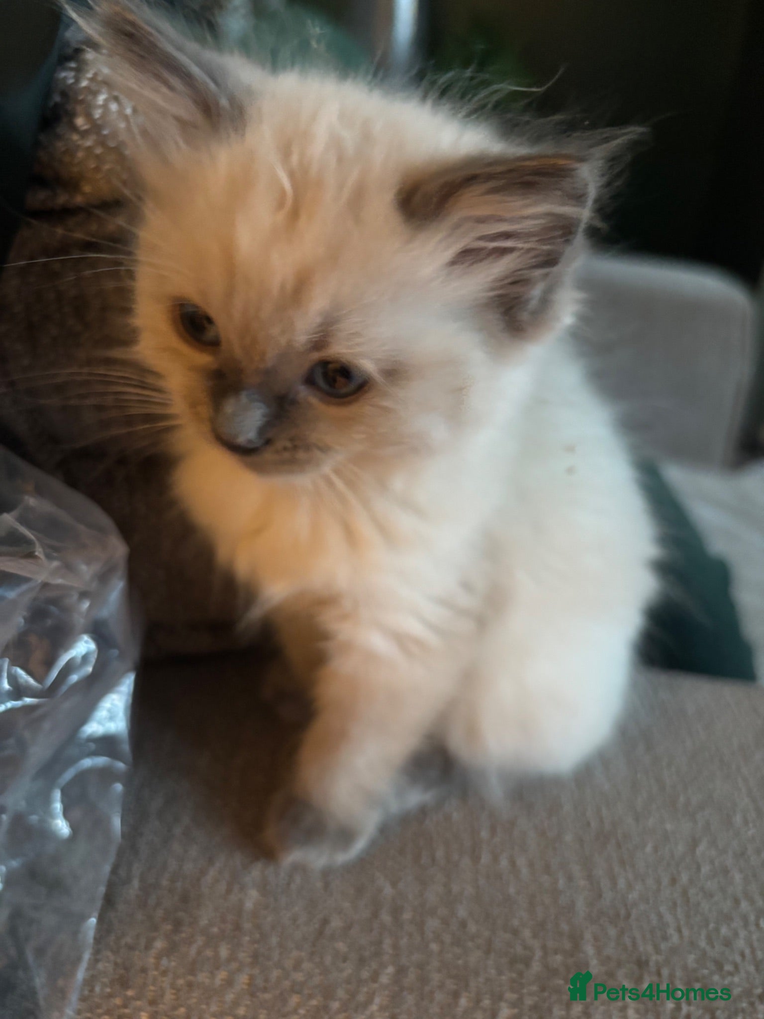 Ragdoll cats Blue ragdolls - Advert 13