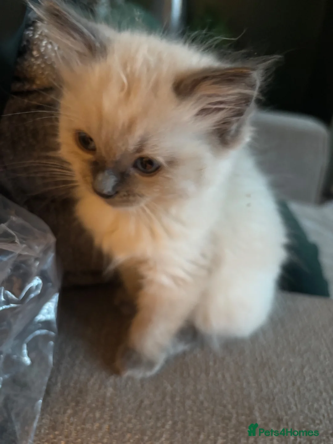 Ragdoll cats for sale: Blue ragdolls in Sheffield - Advert 1