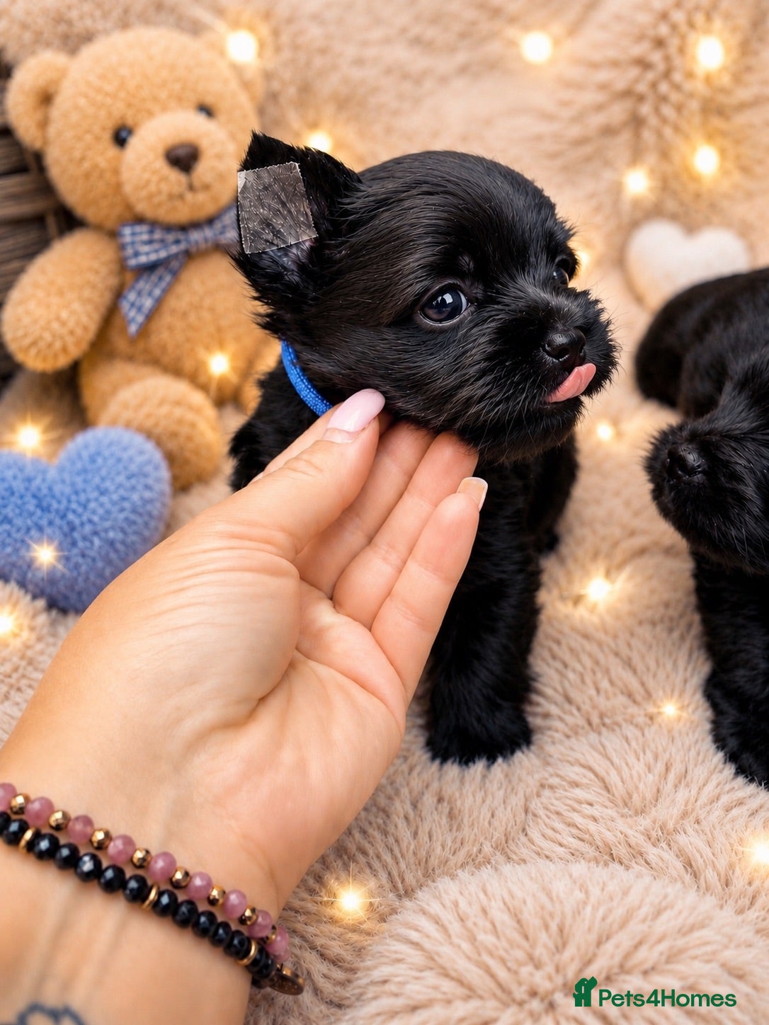 Yorkshire Terrier dogs Mini Black Yorkshire Terrier Boys  - Advert 18